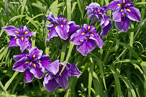 Day Lilies