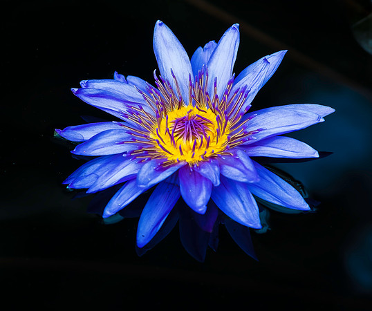 Water Lily